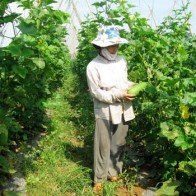 Trồng rau quả sạch, nhà nông Đại An thu tới 200 triệu đồng/ha