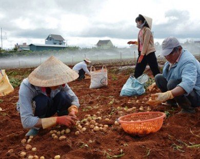 Lâm Đồng hỗ trợ cho khoai tây Đà Lạt 