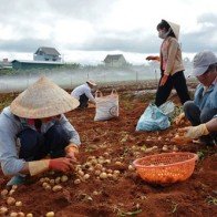 Lâm Đồng hỗ trợ cho khoai tây Đà Lạt "đấu" với hàng Trung Quốc