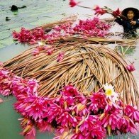 "Đã mắt" với thiên nhiên tuyệt sắc vào mùa nước nổi Đồng Tháp