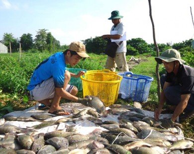 Ăn cá rô phi sẽ bị nhiễm độc: Thiếu căn cứ khoa học và thực tế