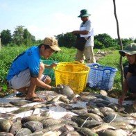 Ăn cá rô phi sẽ bị nhiễm độc: Thiếu căn cứ khoa học và thực tế