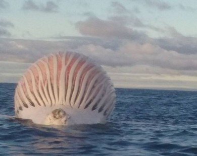 Xác cá voi căng phồng như quả bóng khổng lồ trên biển Australia
