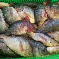 Dân miền Tây nuôi cá rô phi như thế nào?