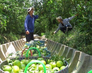 Cam xoàn Lai Vung vào mùa thu hoạch