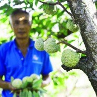 Những vườn na ra quả từ thân "độc nhất vô nhị" ở đất Bắc