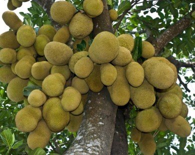 Việt Nam đang sở hữu một loại quả được mệnh danh là cứu tinh của thế giới