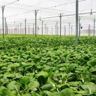 Khi tỷ phú cũng lắc đầu với chăn nuôi, trồng trọt