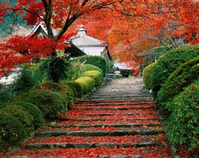Du lịch mùa lá đỏ duy nhất tại Nhật Bản với giá hấp dẫn