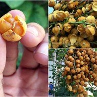 Thứ quả lạ núi rừng bóp nhẹ là nẻ thành ba