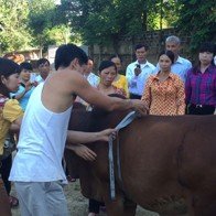 Nuôi bò vỗ béo, sau 3 tháng lãi từ 3 - 3,5 triệu đồng/con
