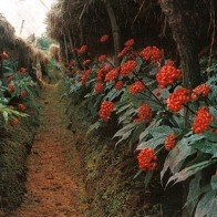 Đắt ngang đá quý, vì sao sâm Mỹ vẫn được lùng mua ở châu Á?