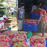 Xuất khẩu rau quả sắp vượt lúa gạo