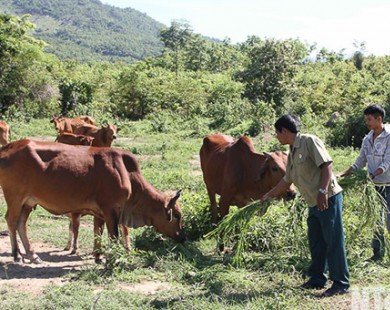 Hiệu quả mô hình “nuôi bò rẻ” ở Phước Hòa
