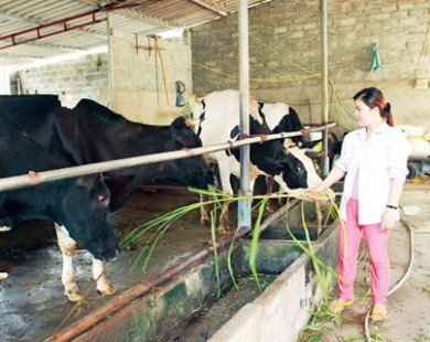 Nông dân rủ nhau mua bảo hiểm cho... bò sữa