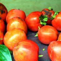 Hồng chín đỏ "ngọt lịm tim" ở miền Tây xứ Nghệ