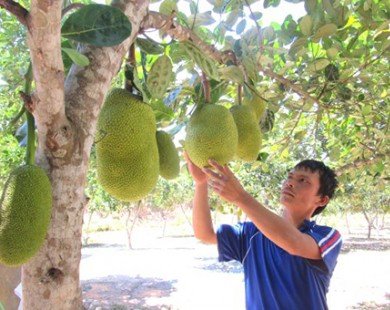 Mít Thái trên đất Nam Đàn: dễ trồng, múi to, thơm ngon và ngọt