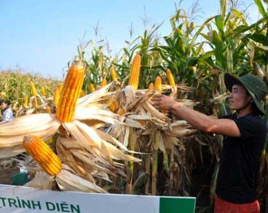 Nhà nông Sơn La thu 10 tấn/ha ngô biến đổi gen