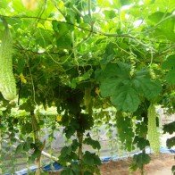 Khổ qua gặp mưa tốt trái, giá tăng gấp đôi