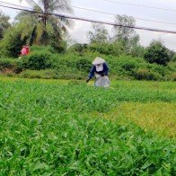 Quyết liệt xử lý thực phẩm bẩn