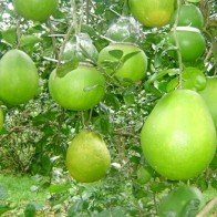 Trái cây Tết Nguyên đán sẽ khan hàng