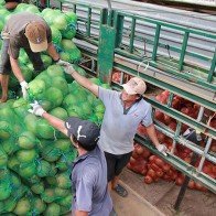 Thương lái Trung Quốc tăng cường thu mua, dừa khô 'sốt giá'