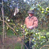 Trồng táo đại, dân Vò Rài thoát nghèo