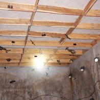 Xây nhà lầu cho chim yến ở, thu trăm triệu mỗi năm