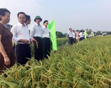 TBR 225 - giống lúa nâng cao thương hiệu gạo Việt
