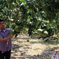 Bưởi VietGAP mọng nước, vị ngọt tự nhiên: Giá cao vẫn đắt hàng