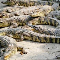 Thương lái Trung Quốc ép giá, người nuôi cá sấu lao đao