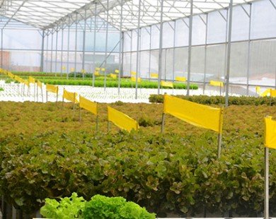 Mời chuyên gia từ Mỹ thiết kế vườn rau siêu sạch tiền tỷ ở Đà Lạt