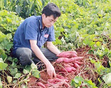 Nhà nông Nam Trung Bộ chưa mặn mà sản xuất sạch