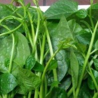 4 tác hại bất ngờ của rau mùng tơi