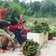 Rau, quả rừng đang cần chứng nhận để vào siêu thị