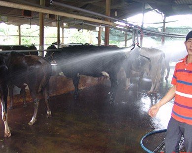 Vắt sữa bò bằng máy - vừa sạch vừa tiết kiệm