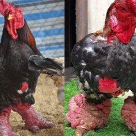 Lý giải về đôi chân to bất thường của cặp gà Đông Tảo ở Bình Dương