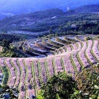 Cao nguyên Hà Giang mùa này đá đã nở hoa