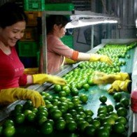 Gặp 'nữ hoàng' chanh không hạt miền Tây