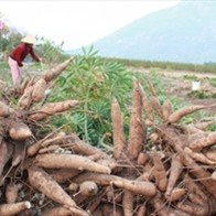 Giá sắn tươi lao dốc