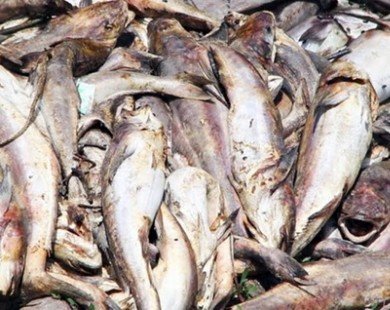 250 tấn cá ở Vũng Tàu chết do... mưa lớn, thiếu oxy