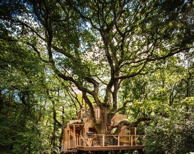 Ngắm thiết kế thú vị của ngôi nhà gỗ trên cây