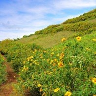 Dã quỳ rực rỡ trong nắng vàng Đà Lạt