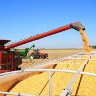 Tạm ngừng nhập khẩu bột bã ngô từ Hoa Kỳ