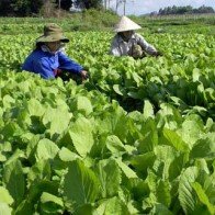 Bước tiến “thần tốc” của Quảng Ngãi trên ruộng đồng