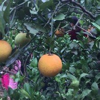 7 nguyên nhân gây nên hiện tượng "cam ngơ"