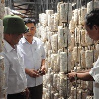 Gieo hạt trên “cánh đồng kiểu mới”