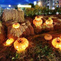 Ngắm “làng bí thần tiên” ở Sài Gòn