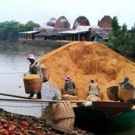 Trấu - rơm Việt Nam "đổi đời", trở thành hàng hiếm