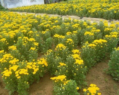 Giá hoa cúc tăng mạnh: 5.000 đồng/cây bán tại vườn